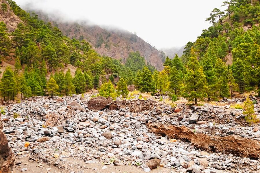 La Palma: Caldera de Taburiente National Park Guided Hike - Walking beneath Canary pines and cedar trees