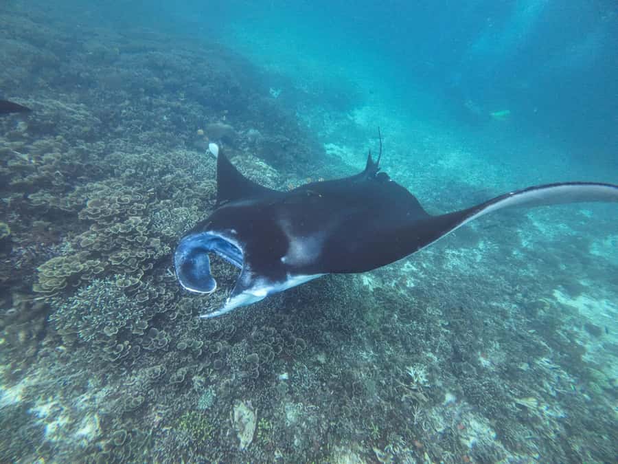 Labuan Bajo: One Day Tour to Explore Komodo National Park - Pink Beach: a pretty swim with a subtle color
