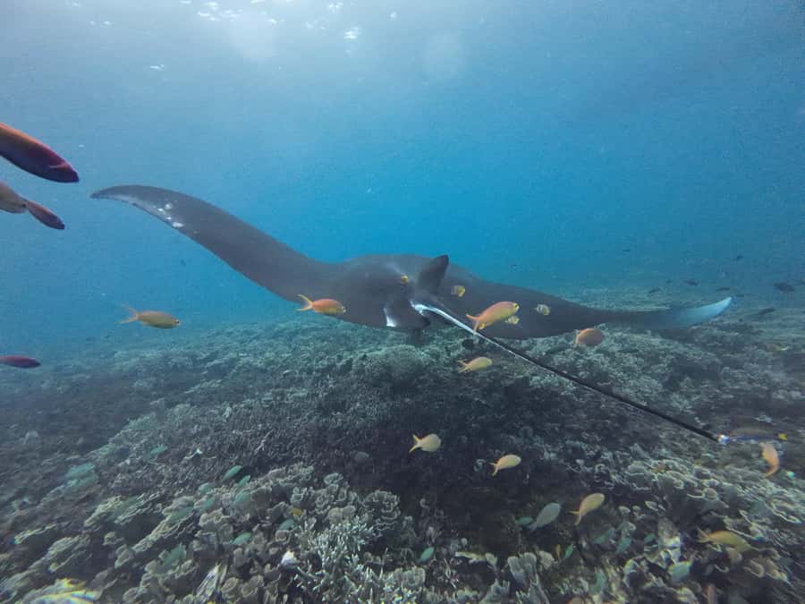 Labuan Bajo: One Day Tour to Explore Komodo National Park - Kanawa Island and the final water stop