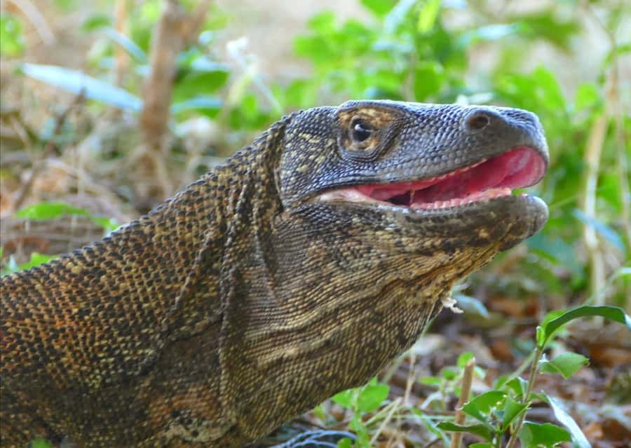 Labuan Bajo: One Day Tour to Explore Komodo National Park - Food, drinks, and comfort onboard