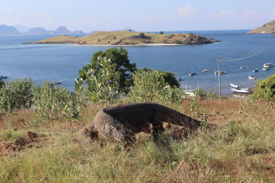 Labuan Bajo: One Day Tour to Explore Komodo National Park - Is $99 good value?