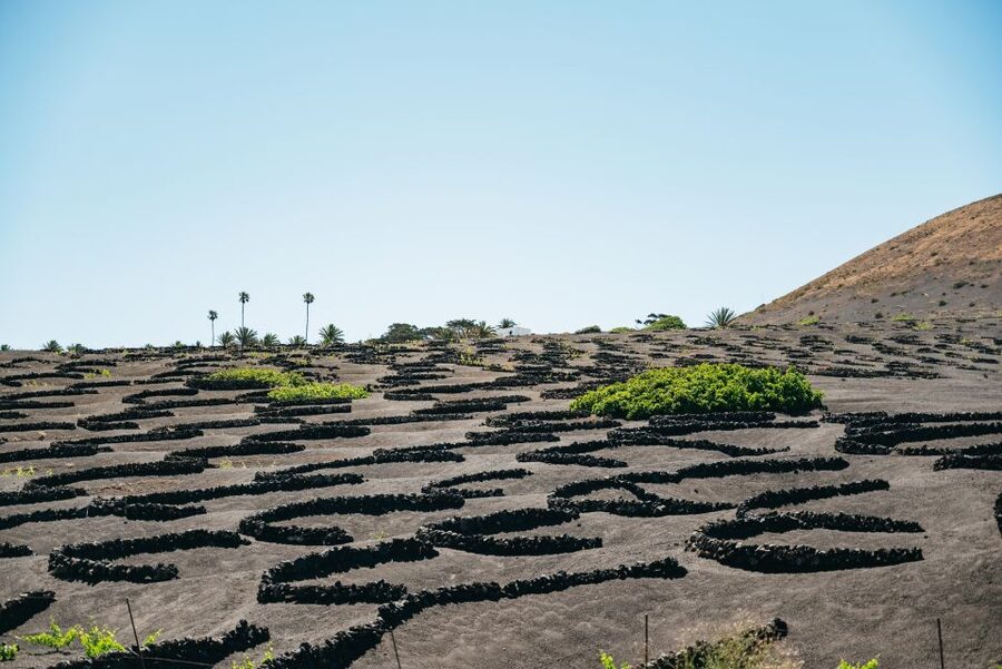 Lanzarote: Timanfaya National Park & La Geria Tour - Why Timanfaya deserves the first half of your day
