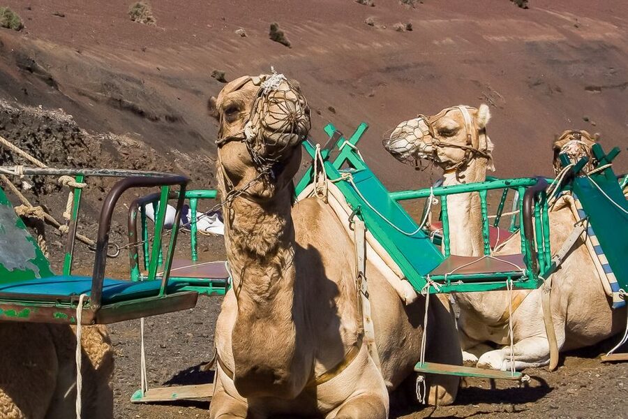 Lanzarote: Timanfaya National Park Volcanic Craters Tour - The one-hour coach route through Timanfaya