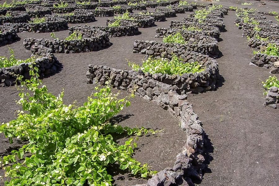 Lanzarote: Timanfaya National Park Volcanic Craters Tour - Should you book the Timanfaya volcano tour?