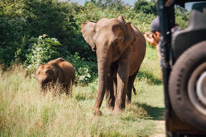 Leopard Safari Tour in Yala National Park - Guide quality makes or breaks the experience