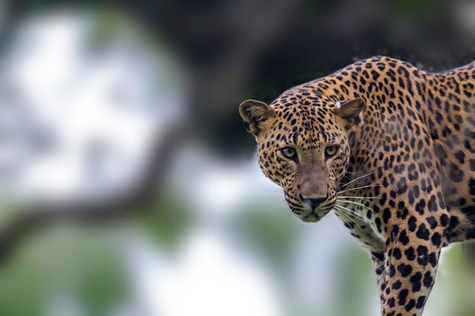 Leopard Safari Tour in Yala National Park - The middle of the safari: a broader look at Yala