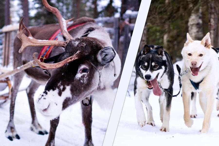 Levi: Winter Wilderness Husky & Reindeer Safari Combo Tour - Five useful things to know before booking