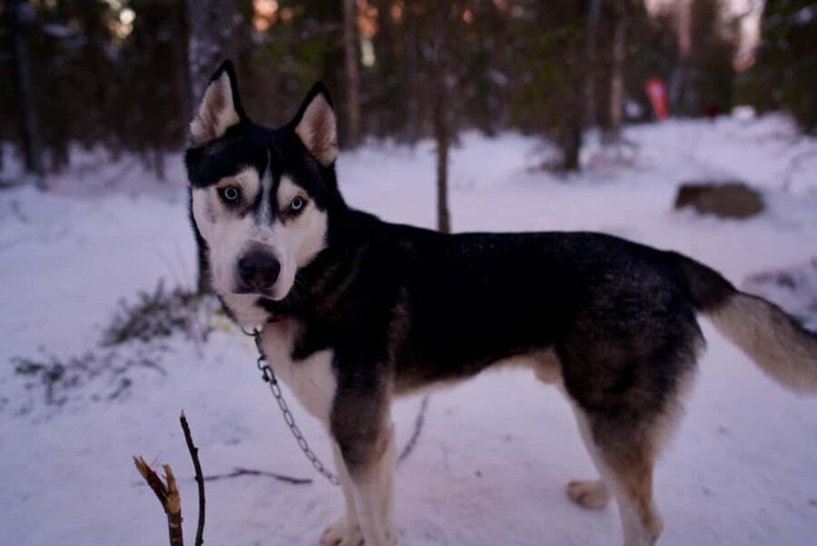 Levi: Winter Wilderness Husky & Reindeer Safari Combo Tour - Starting in Levi and heading into the forest