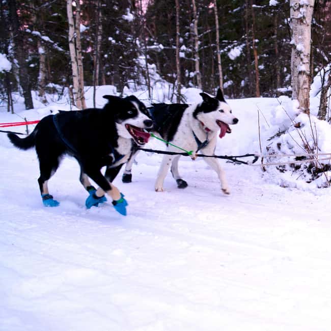 Levi: Winter Wilderness Husky & Reindeer Safari Combo Tour - The snowmobile-towed sleigh is an unexpected highlight