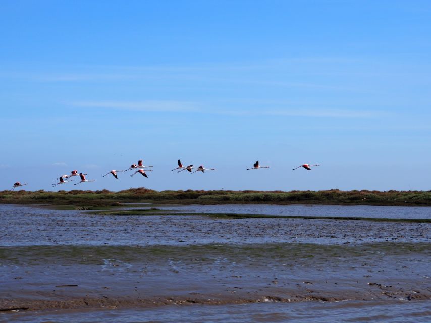 Lisbon: Tagus Estuary Nature Reserve Birdwatching Boat Tour - Why this Tagus boat tour is worth your time