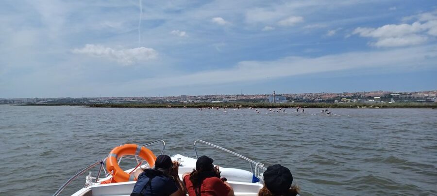Lisbon: Tagus Estuary Nature Reserve Birdwatching Boat Tour - Starting beside the Onda Luso-Americana artwork