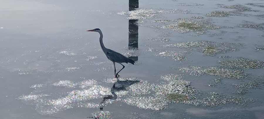 Lisbon: Tagus Estuary Nature Reserve Birdwatching Boat Tour - Carlos Cera’s guiding style