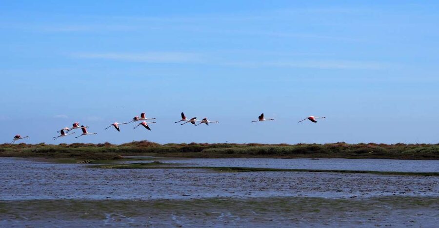 Lisbon: Tagus Estuary Nature Reserve Birdwatching Boat Tour - Leaving Parque das Nações by boat