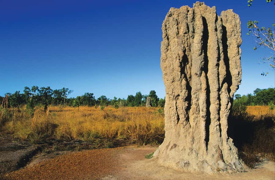 Litchfield National Park: Full-Day & Lunch from Darwin - Key points before you book