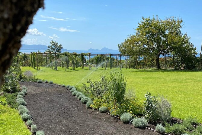 Lunch & Wine Tasting in the National Park of Mt Vesuvius - The wine tasting: relaxed rather than academic