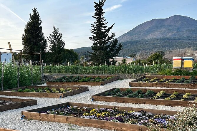 Lunch & Wine Tasting in the National Park of Mt Vesuvius - Who will enjoy this most?