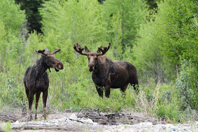 Luxury Private Half-Day Grand Teton National Park Tour - Why a private half-day works well in Grand Teton
