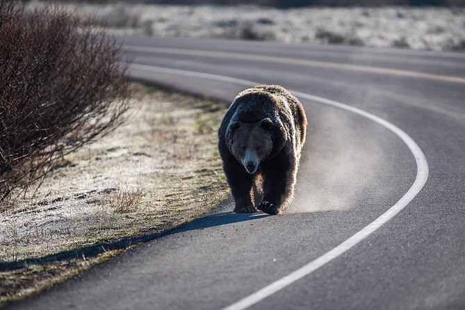 Luxury Private Half-Day Grand Teton National Park Tour - Binoculars, snacks, and the sealed vehicle