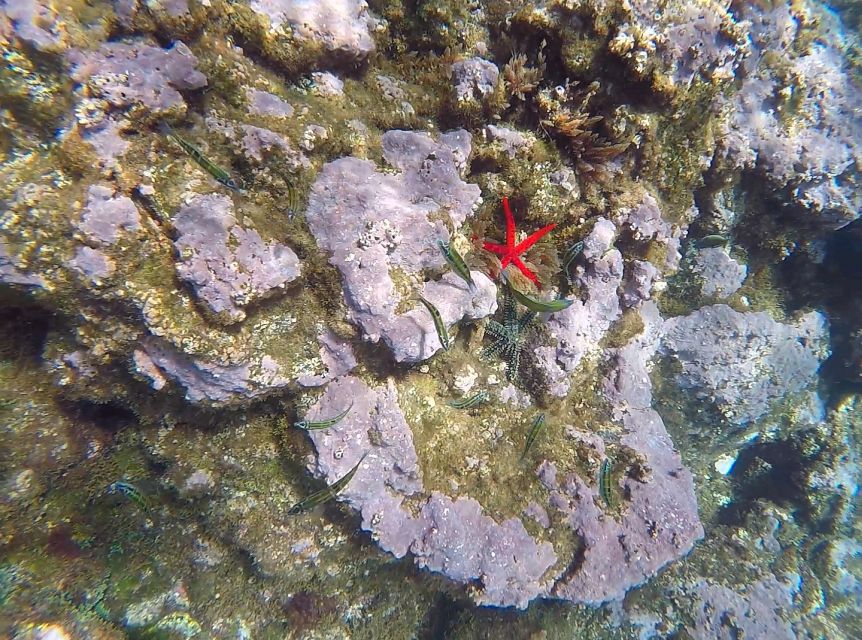 Madeira: Garajau Nature Reserve Kayak and Snorkel Tour - What the guides add to the day