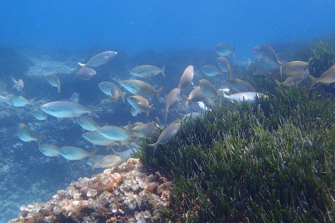 Mallorca: Snorkeling in a Beautiful Nature Reserve - Why This Nature Reserve Makes a Difference