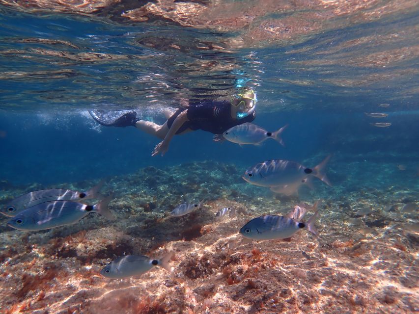 Mallorca: Snorkeling in a Beautiful Nature Reserve - What You See Beneath Mallorca’s Surface