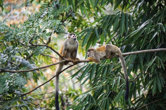 Manuel Antonio National Park from San José - Orotina: a useful breakfast stop after the first stretch