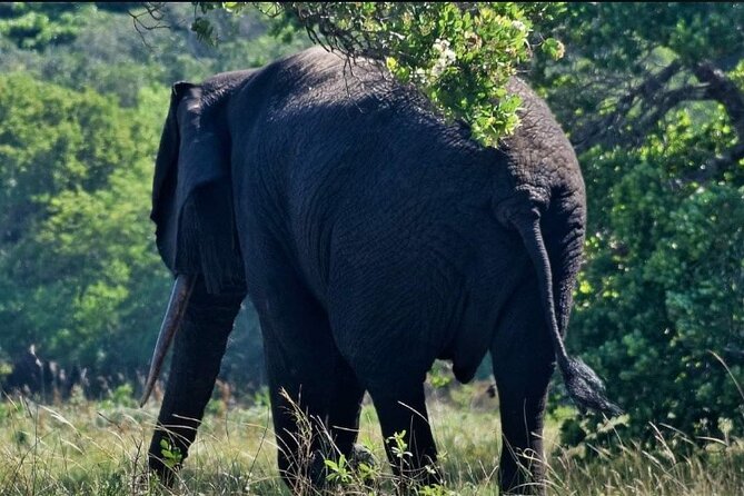 Maputo National Park (Maputo Special Reserve) Full-day Tour - Key points at a glance