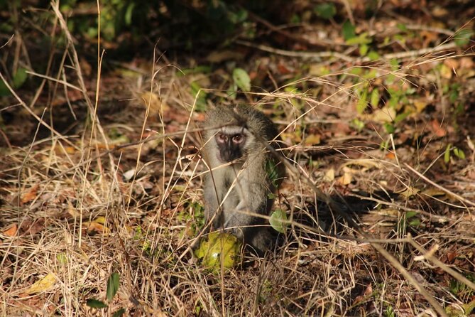Maputo National Park (Maputo Special Reserve) Full-day Tour - Timing can shape your sightings