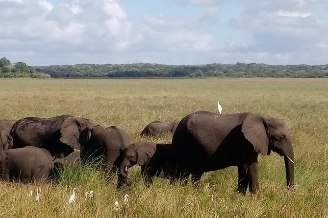 Maputo National Park (Maputo Special Reserve) Full-day Tour - What wildlife can you reasonably hope to see?