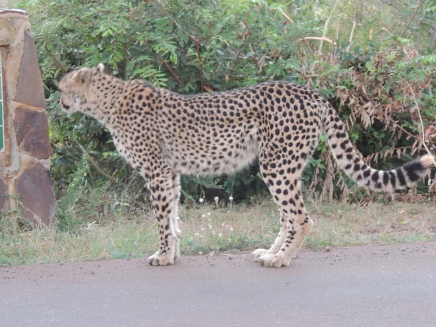 Marloth Park: Kruger National Park Safari Game Drives - Key points at a glance