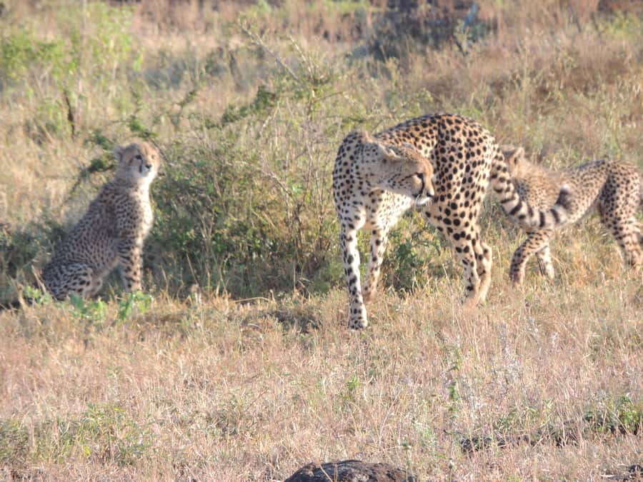Marloth Park: Kruger National Park Safari Game Drives - A guide-led reading of Kruger