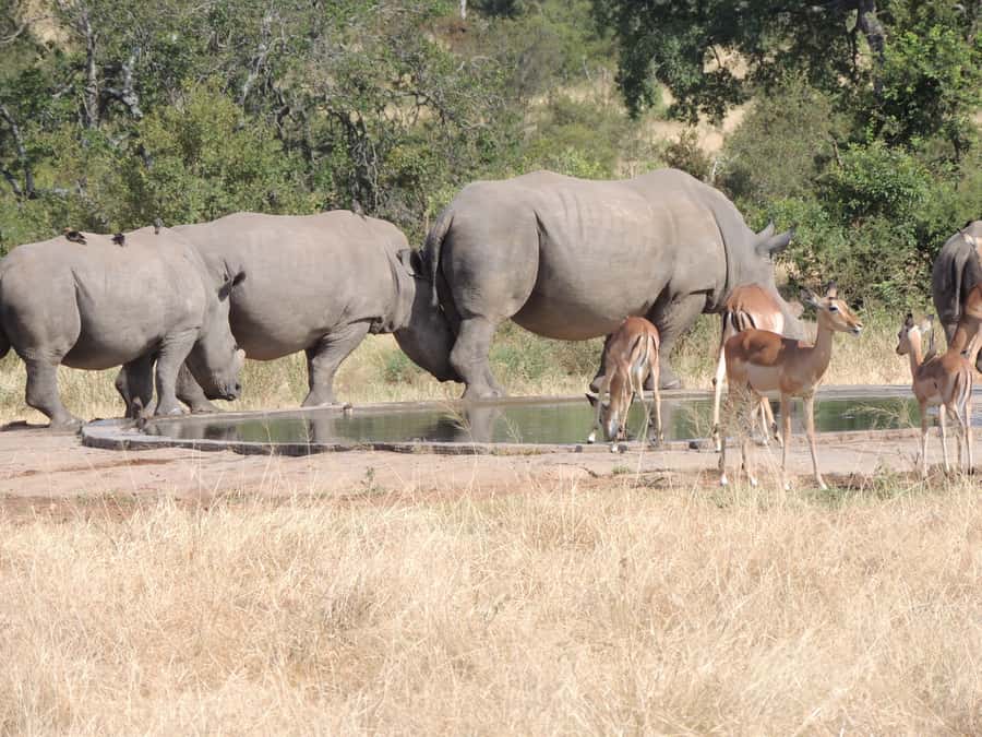 Marloth Park: Kruger National Park Safari Game Drives - What the $61 price really covers