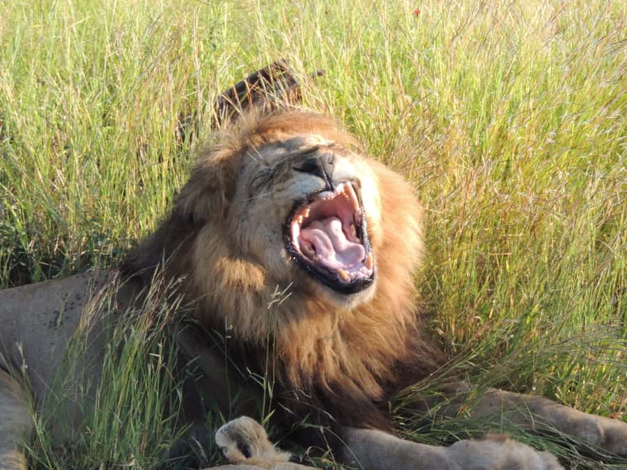 Marloth Park: Kruger National Park Safari Game Drives - Weather can change the quality of the drive