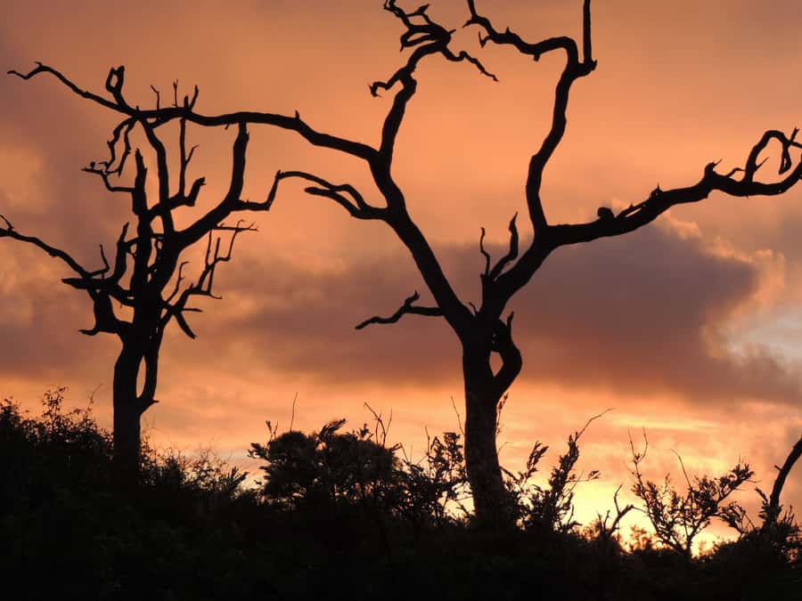 Marloth Park: Kruger National Park Safari Game Drives - The first sightings come quickly
