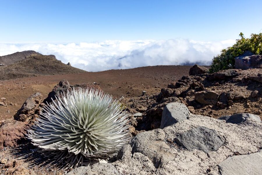 Maui: Sunrise & Breakfast Tour to Haleakala National Park - Is the $254 price fair?