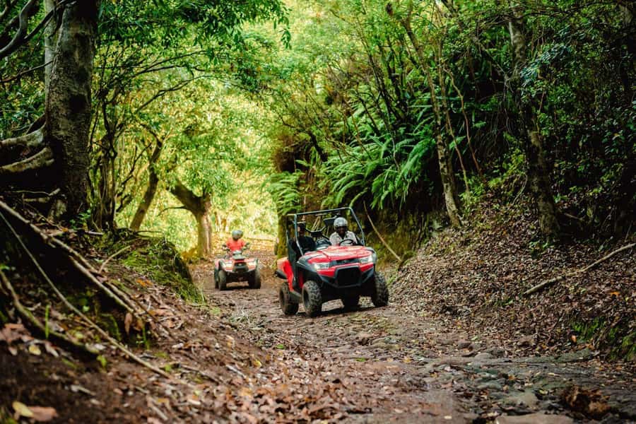 Mauritius: Bel Ombre Nature Reserve Quad Bike Tour - Wildlife beyond the resort grounds