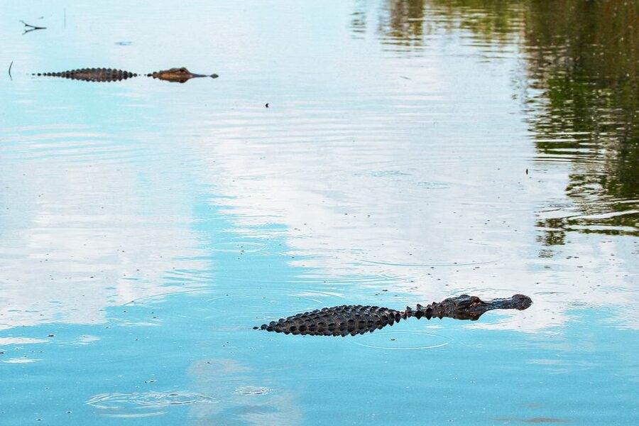 Miami: Everglades National Park Airboat Tour & Wildlife Show - Should you book the Gator Park tour?