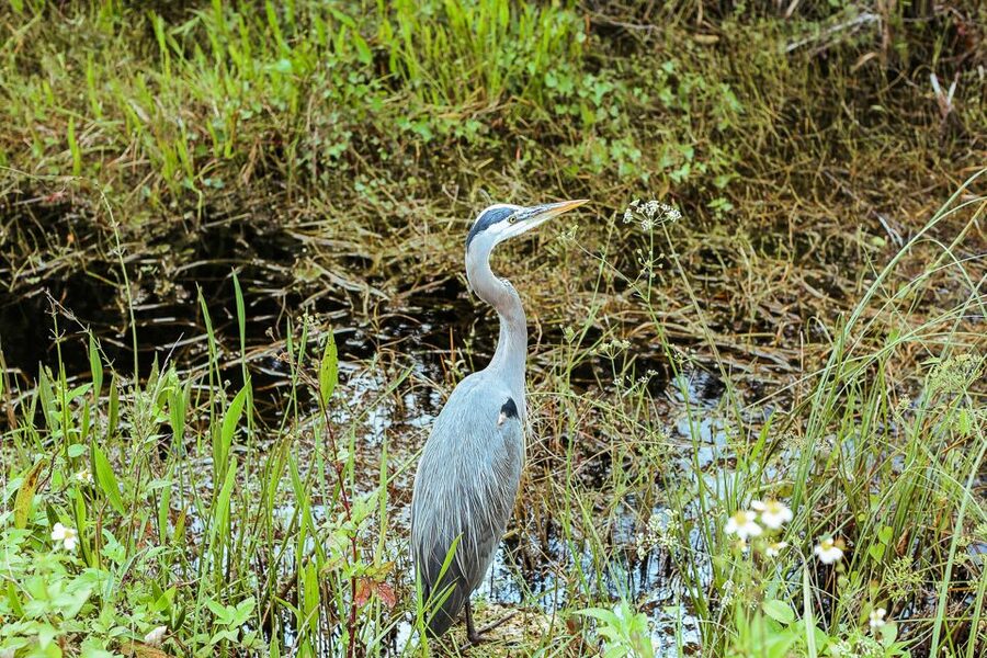 Miami: Everglades National Park Airboat Tour & Wildlife Show - Why the Everglades matters beyond the alligators
