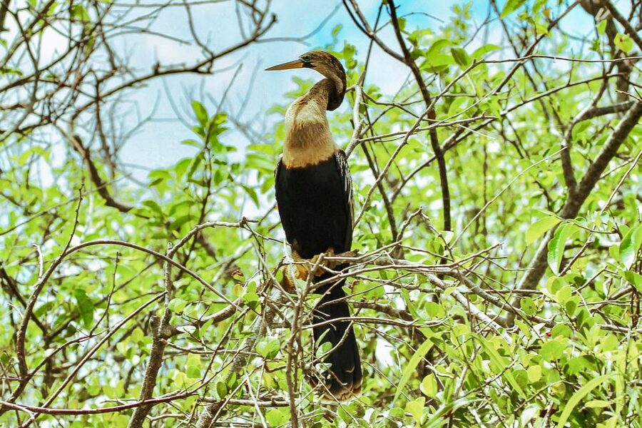 Miami: Everglades National Park Airboat Tour & Wildlife Show - Is $42 a good value?