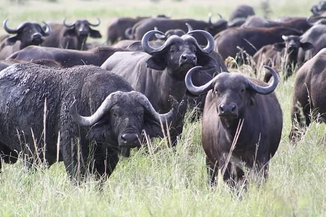 MIKUMI NATIONAL PARK - 3 Days - Why Mikumi works for a short safari