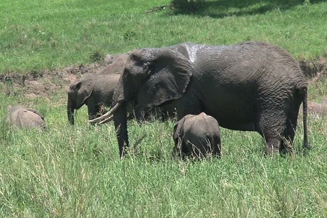 MIKUMI NATIONAL PARK - 3 Days - Private touring and the booking warning