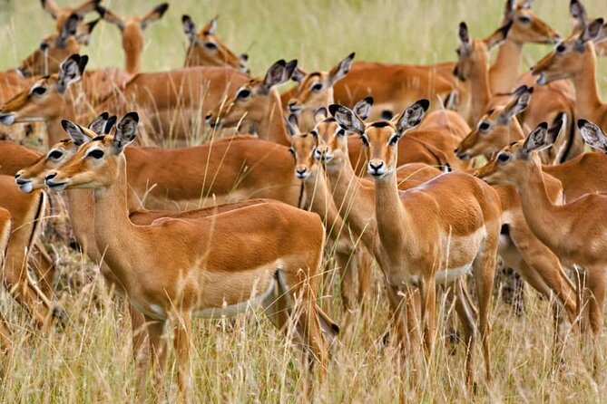 MIKUMI NATIONAL PARK - 3 Days - Day two: the main seven-hour game drive