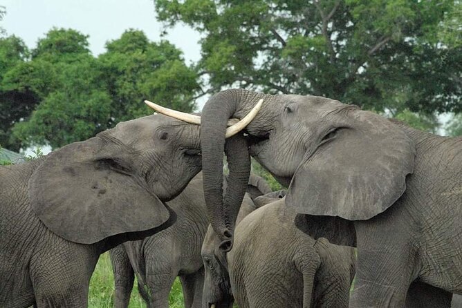Mikumi National Park Day Trip - Key points to know