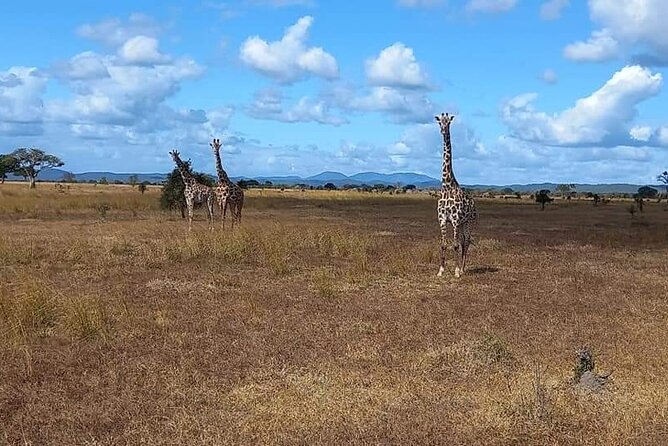 Mikumi National Park Day Trip - The 4x4 Game Drive From 8:30 a.m. to 3:30 p.m.