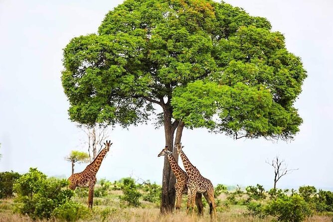 Mikumi National Park Day Trip - Wildlife You Have a Real Chance to See