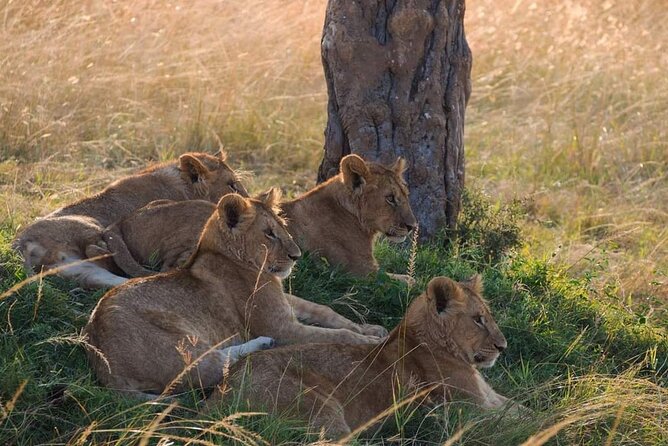 Mikumi National Park Day Trip - Is $520 a Fair Price?