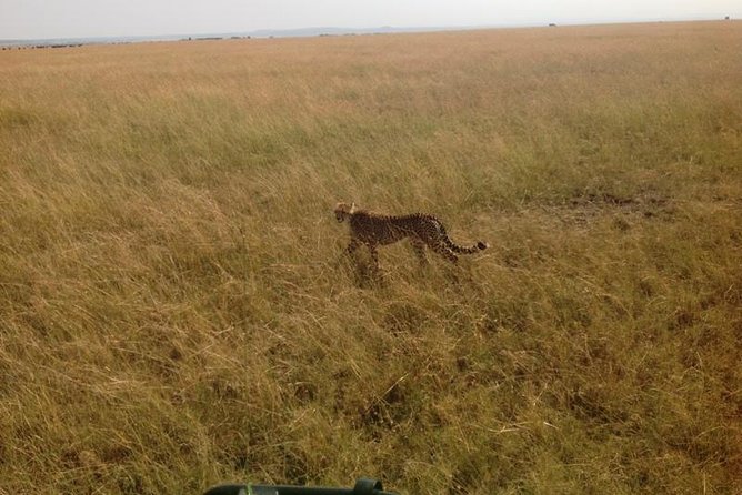 Mikumi national park full day tour from Dar es sallam - Why Mikumi works as a one-day safari