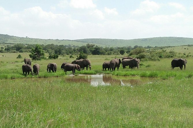 Mikumi national park full day tour from Dar es sallam - Is $370 per person good value?