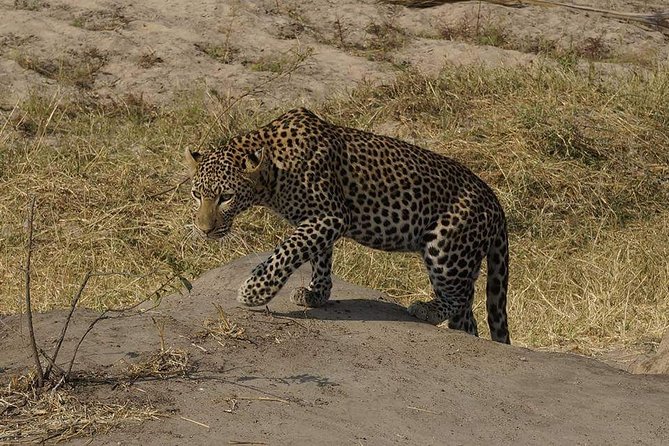 Mikumi National Park in a Day - A Day Tour from Morogoro - Why a One-Day Mikumi Safari Works From Morogoro