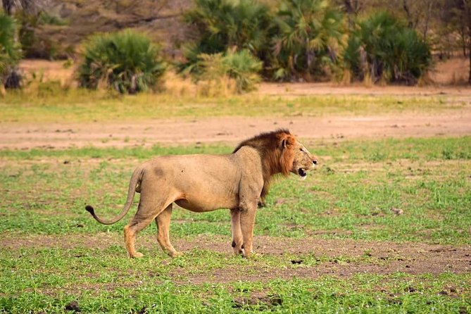 Mikumi National Park in a Day - A Day Tour from Morogoro - Lions, Elephants, Giraffes, and Hippos